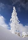 Wintertraum im Böhmerwald ! Tief verschneite Landschaft, Schnee, Winter, Sonne.      von Rudolf Brandstätter Miniaturansicht