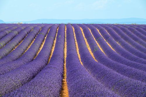 Bloeiende lavendel in de Provence tijdens een zomerse dag