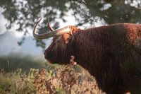 Scottish Highlander in Noordhollands Duinreservaat