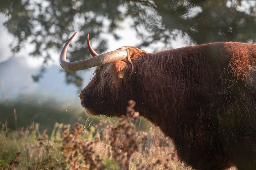 Scottish Highlander in Noordhollands Duinreservaat by Kim de Groot