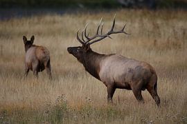 Eland (Wapiti), Cervus elephas, Yellowstone National Park, Wyoming van Frank Fichtmüller