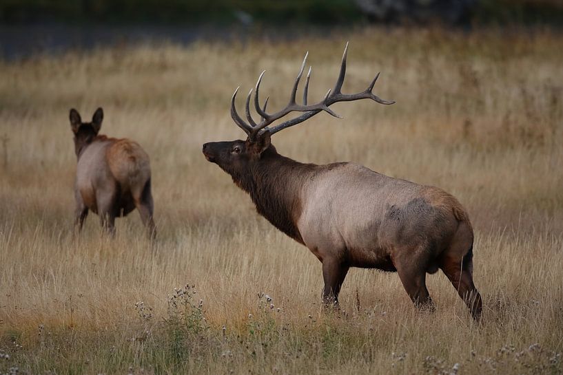 Elk (Wapiti), Cervus elephas, Yellowstone National Park, Wyoming by Frank Fichtmüller