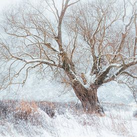 Winter Fine Art près du pâturage à Vöhl / Edersee sur Jürgen Schmittdiel Photography