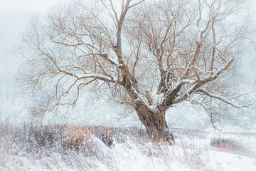 Winter Fine Art aan de Weide in Vöhl / Edersee