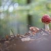jeune amanite tue-mouches dans la forêt sur Jasper Kok