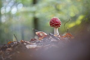 jeune amanite tue-mouches dans la forêt