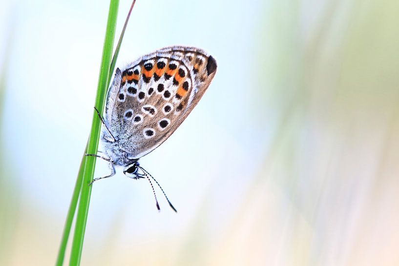Heather Blue by Carla Lammertink Fotografie