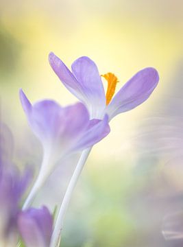 Pourpre et jaune, crocus sur natascha verbij