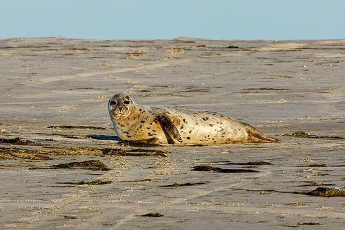 Seals on the beach