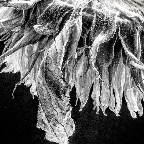 Sunflower in black and white