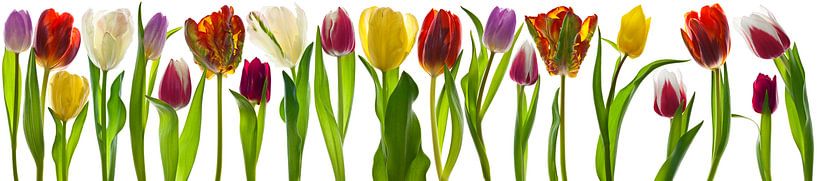 Tulpen von Henk Leijen