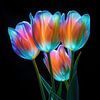 Tulipes lumineuses sur Dakota Wall Art