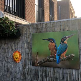 Customer photo: Kingfisher (Alcedo atthis), Stefan Benfer by 1x, on canvas