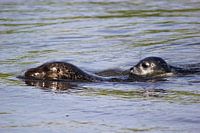 Zeehond met jong / pup 4