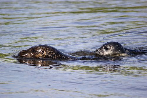 Seal with young / pup 4
