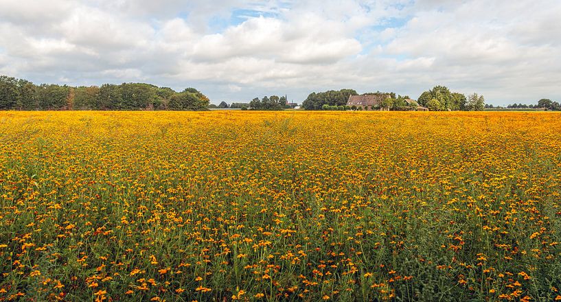 Large field with orange flowering African Marigold plants by Ruud Morijn