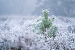 Einsam im Frost Junge Kiefer in einer eisigen Landschaft