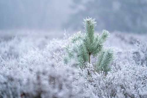 Eenzaam in de Vorst Jong Dennenboompje in een IJzig Landschap