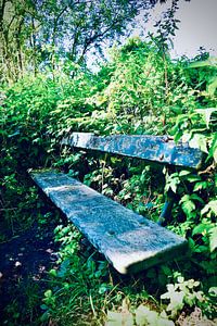 Banc dans la forêt de La Haye