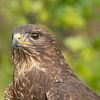 Europese buizerd, portret van Tanja van Beuningen