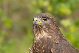 Mäusebussard, Porträt von Tanja van Beuningen