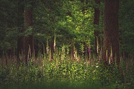 Digitale à feuilles étroites sur Monica de Jong