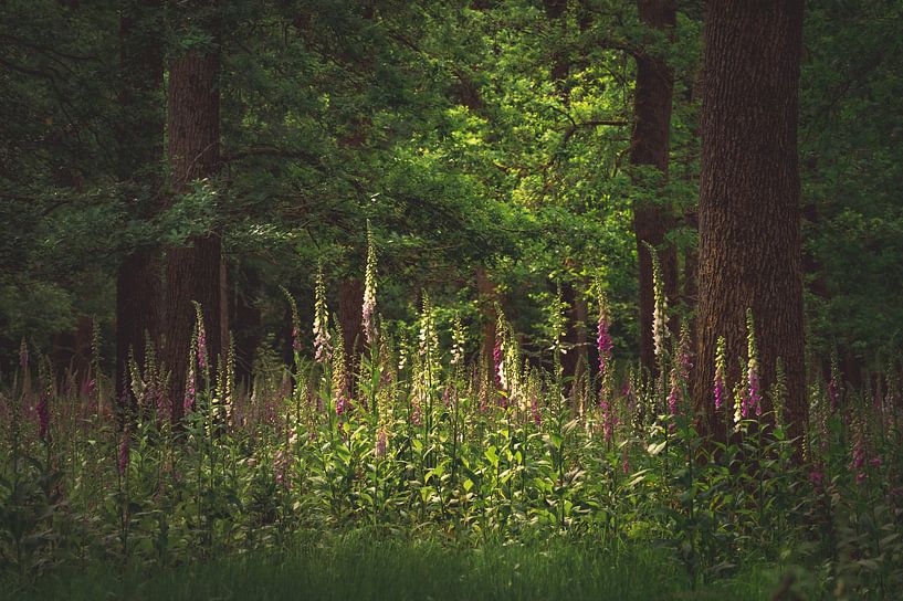 Foxglove by Monica de Jong