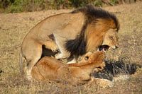 Lion love