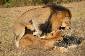 Lion love by Tony Van de Velde