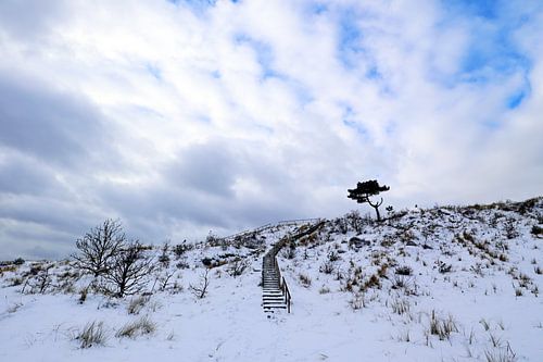 Duin in de sneeuw