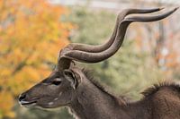 The Great Kudu