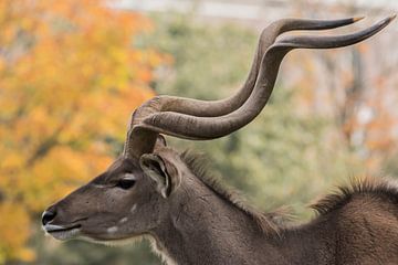 The Great Kudu by Stephan Scheffer