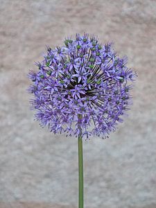 Blüte von Zierlauch