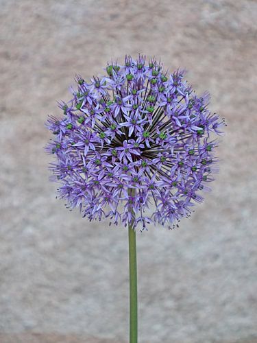 Flowering of ornamental garlic