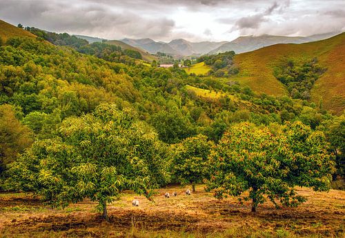 Kintoa-varkens in de Aldudesvallei