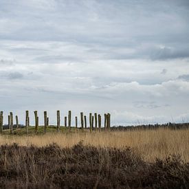 Regte Heide nature reserve by Jeroen van Eijndhoven