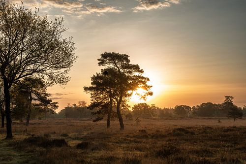 Leersumse veld part 38