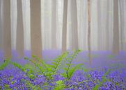 Blauglockenblüten und Farn in einem Buchenwald mit Frühnebel von Sjoerd van der Wal Fotografie Miniaturansicht
