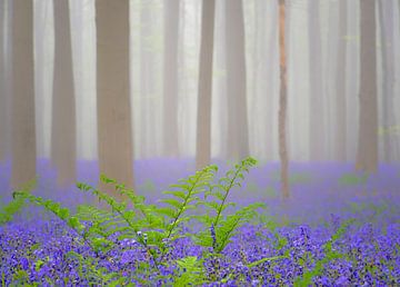 Bluebell flowers and fern in a beech tree forest with early morning fog by Sjoerd van der Wal