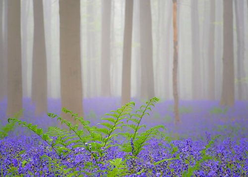 Bluebell wilde hyacinten bloemen en varens in een beukenbos met vroege ochtendmist