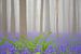 Bluebell forest mist von Sjoerd van der Wal
