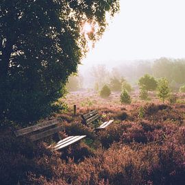 Peaceful sunrise on the Veluwe by Wahid Fayumzadah