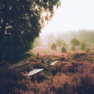 Friedlicher Sonnenaufgang auf der Veluwe