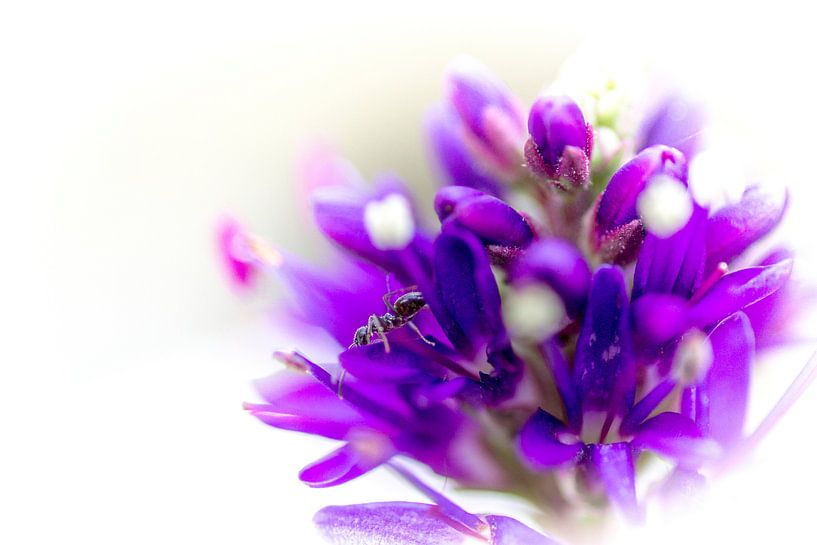 bloem met mier by marco voorwinden