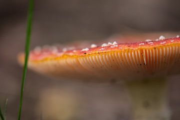 weicher oranger Pilz von Tania Perneel