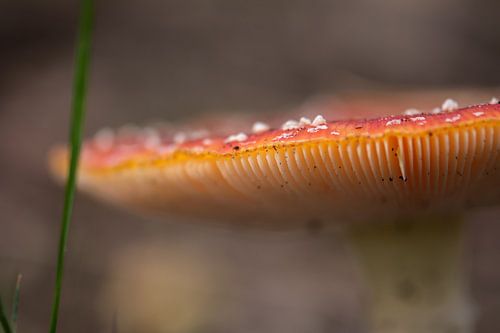 soft orange fungus
