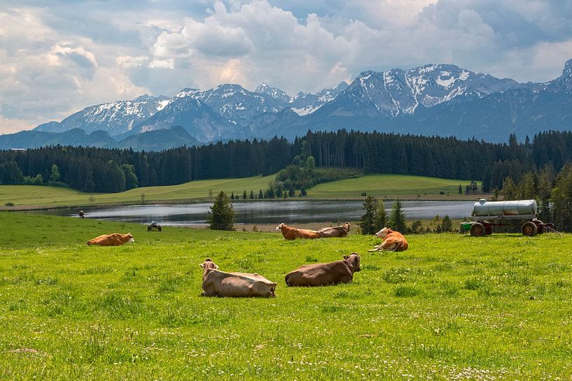 recumbent cows by Thomas Heitz