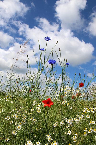 Summertime van Ostsee Bilder