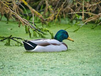 Duck in quiet duck green
