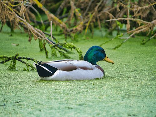 Canard dans le calme vert des canards